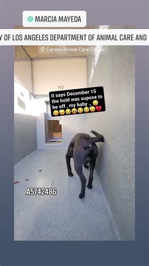 🐾 Oofa’s Story More Than “Just a Dog”Oofa is not property ‪@cityofinglewood‬ ‪@InstituteForJustice‬