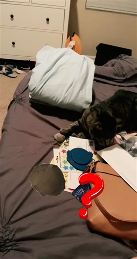 She never really plays with anything 😂😂#fyp #catsoftiktok