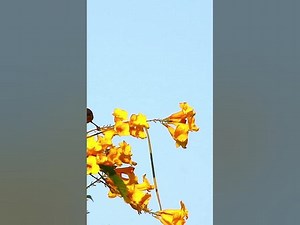Small Green Bird on Flower birdparenting birdwatching birdslover birdspotting trending