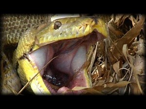 Python eats Pig 06 - Music