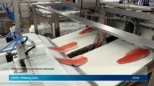 Marel - Salmon processing line at Morrisons, Grimsby