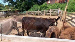 Domestic donkey, ass. Many donkeys standing in paddock at donkey farm. Donkey muzzle head close up. Donkey farm. Corral for livestock. Animal husbandry. Domestic animals. Livestock industry breeding