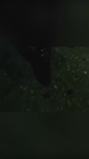 Beverly Hills Cox (1986) is out there giving Beverly Hills Cop a run for its money! One of Ginger Lynn’s best rolls! #BeverlyHillsCox #GingerLynn #RetroVHS #RetroSmut #SqueakyCleanAdultFilms | Barefoot and Independent