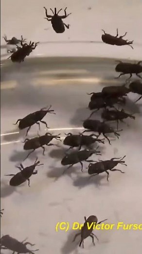 Very Hungry Weevils & Fungus Beetle. What do they feed on? Have you ever seen weevils before?