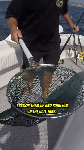 6.3K views · 57 reactions | How to Catch Mackerel for Bait from your...