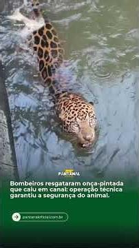 Bombeiros resgataram onça-pintada que caiu em canal de usina no MT