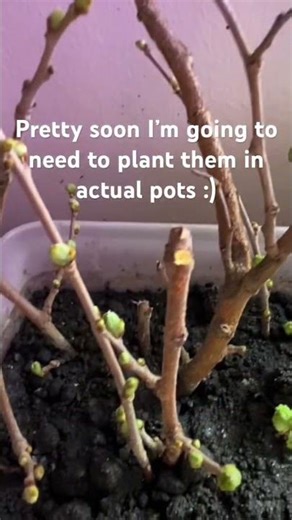 The tree clones are growing! #sustainability #gardening #plants