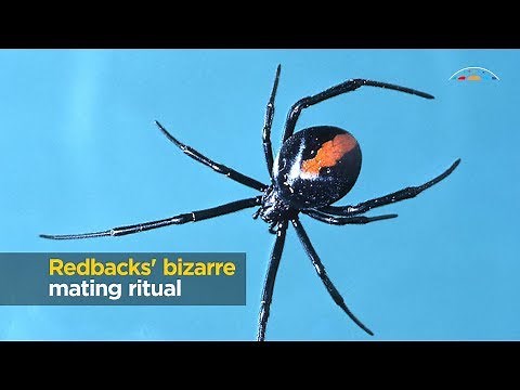 Redbacks' bizarre mating ritual
