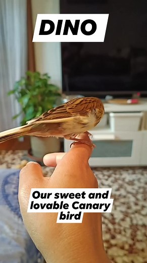 1.3K views · 42 reactions | DINO Our sweet and lovable Canary bird #dinothecanarybird #birdlife #facebookviral #birdwatching #pet #birdloves #petlover #birding #petslife #birdie #birdietime #bird #birder #Sweet #sweetbird #cute #monday #canarybird #fypシ゚ #fypシ゚viral #fyp Elma Basaysay Leona Dolor Mairon Mabilangan Richard Dolor | Emily Mabilangan | Facebook