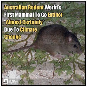 87K views · 392 reactions | Australia officially declared a Great Barrier Reef rodent extinct on Tuesday, making it the first mammal believed to have been killed off by human-induced climate change. | The Logical Indian | Facebook