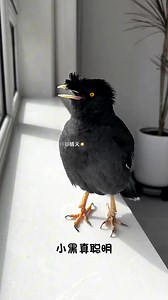 OMG! Birds can singing 😍✨ #birdsarefine #pet #birdsbecometheessence #birding #animal #birds #birdsspeak #talkingbird #birdwatching #animals #birdsofinstagram #會說話的鳥 #love | Daily Birds