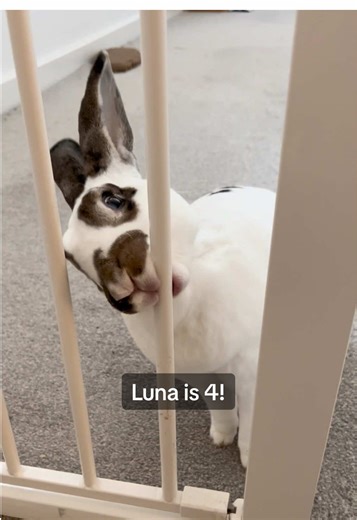 My second-born, Luna is 4 years old today! She’s my wild child, destroyer of all things… ALL things, lol. Thank you for the joy and love you’ve brought to my life, and for giving Cheddar the companionship I never could have imagined (sworn enemies to besties). I love you so much Luna, Luna Bear, Lulu, Lunatic, Luna Bhuna ❤️ #BunniesOfTikTok #RabbitsOfTikTok #RexRabbit #BirthdayBunny