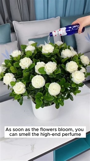 How to grow beautiful gardenia flowers | Home Gardening