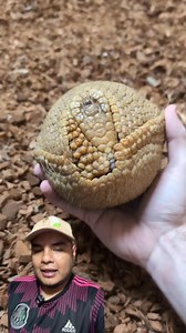 El armadillo bolita #animales | BioJairzinho