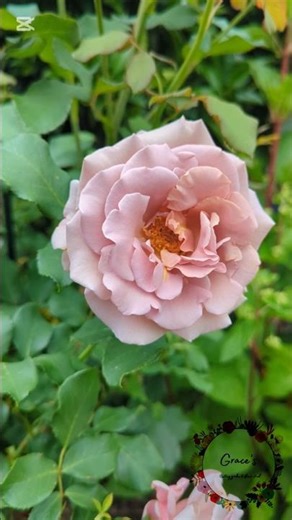 Coco loko (soul sister in Australia) bare root first year