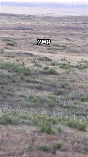 Big Whitetail Shot at 280 Yards in Open Country. #bigbuck #hunting #whitetail #riflehunting