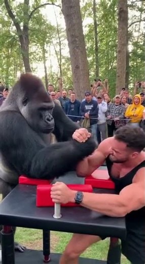 🔥🔥🔥Gorilla Flexes Back in Wild Zoo Showdown