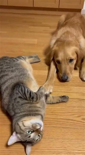 Oscar-winning Cat vs Lagging Dog 🏆🐈 Ultimate Showdown Unleashed #cats #dogs #pets
