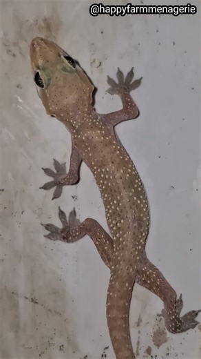 The Exhausted Gecko's Failed Climbing Attempt! 😂🏃‍♂️#happyfarmmenagerie