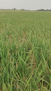58K views · 933 reactions | BLB#bacterial leaf blight in rice crop, kisan vlogs tv #paddycultivation #agriculture #farming #Paddycropbacterialeaf blind | Kisan Vlogs Tv | Facebook