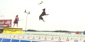 When dogs fly! Pups go the distance in jumping competition