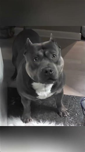 Do dogs really listen to tone of voice or the actual meaning?😂#dogvideo #smartdog #doglife #dog