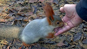 Siberia, Squirrel, Feeding. Free Stock Video