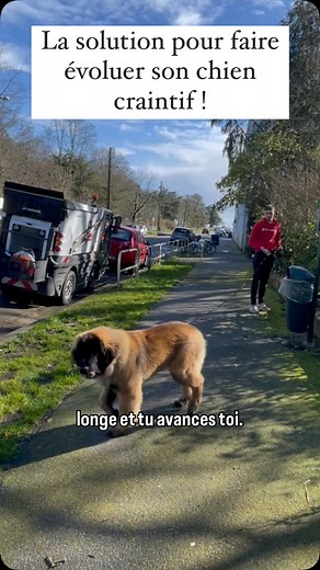 2.8K views · 343 reactions | Ton chien bloque par peur ? Sois son...