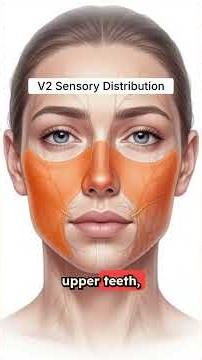 Cranial Nerve V (Trigeminal Nerve) Explained | Sensation, Mastication & Clinical Testing