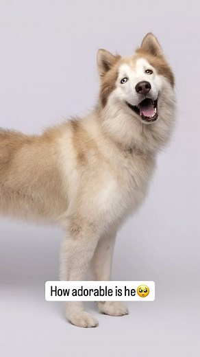 Meet Bumble 🐾💛 This striking yellow husky just got his forever home! 🥳✨ Bumble’s Second Shot photo session captured all his charm, and now he’s off to start the next chapter with a family who adores him. A huge thank-you to @pawsnrec and @thatssotampa for helping spotlight amazing pups like Bumble through our Second Shot program. And if you didn’t know, Paws n’ Rec now offers training for your own dog through their Play & Train and Stay & Train programs at their Grace Street location — giving