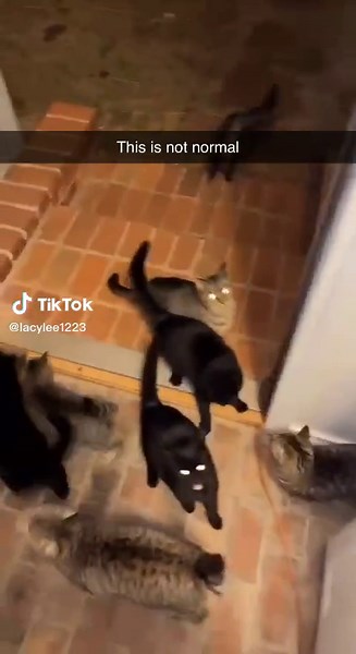 Hungry Cat Keeps Hitting Respawn