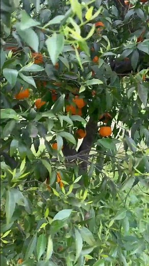 Pruning the mandarin tree