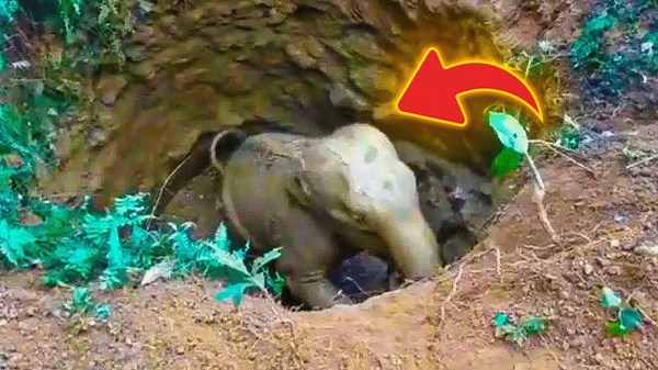 Baby Elephant Stuck In A Muddy Hole Gets Help From An Unexpected Source
