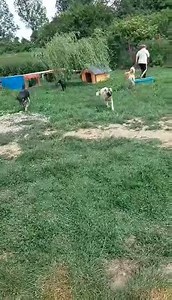 72K views · 1.1K reactions | En herlig dag med store og små gleder <3 #dogrescuenorwayoslo | Dog Rescue Norway, Oslo | Facebook