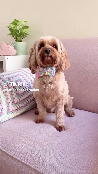 Cute Pet Bow Tie Crochet Pattern for Accessories
