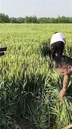 Schwerer Bagger im landwirtschaftlichen Einsatz 🚜