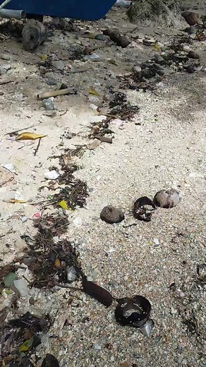 Bitoon tree - isang uri na herbal o organic na kahoy para panglunas o pang prevent ng mga sakit tulad ng tumor, microbial, epileptic at marami pang iba. #everyoneシ゚ #highlights2025 #highlightseveryonefollowers2025 #friendsfollowersViewers | Maryx Badzkie