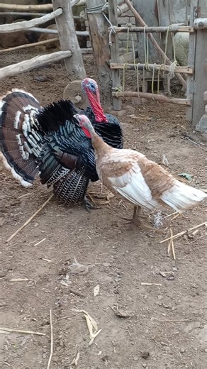Beautiful turkey brides 🦃🦃#birds #roosterfarm .