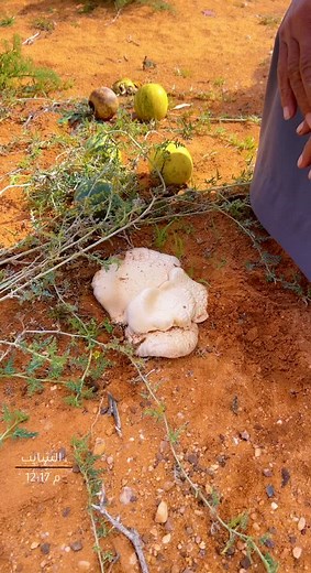 Discovering Geodes in Desert Landscapes