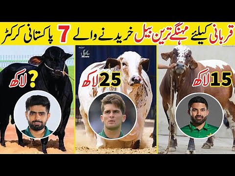 7 Most Expensive Qurbani Bull Of Pakistani Cricketers 2024 | Amazing Info