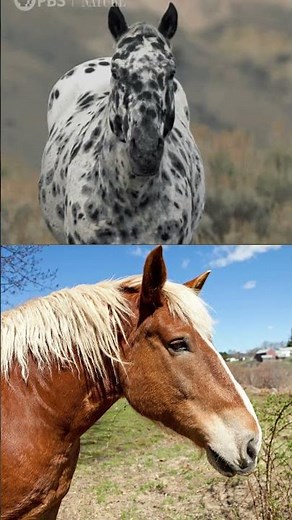 Horse Facts That Will Blow Your Mind.