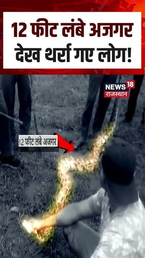 Viral Video: 12 फीट लंबे अजगर ने मचाई दहशत, उड़ गए होश! | N18S | Shorts