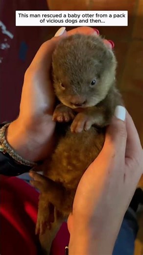 This man rescued a baby otter from a pack of vicious dogs and then...