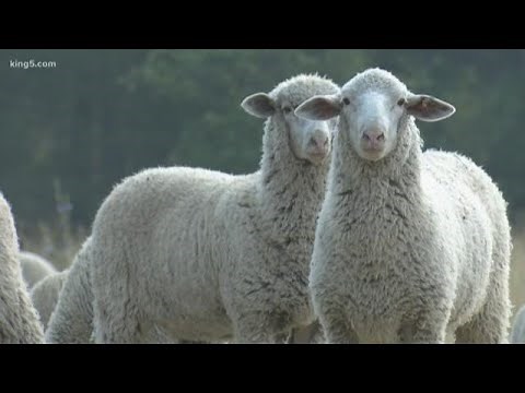 Washington Wolves Killing Livestock