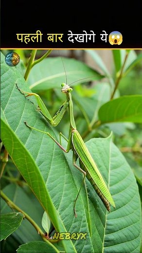 Top 5 Amazing Insects That Will Blow Your Mind 😱 #facts #insectsrule #insectmacro #buglife