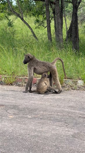 baby baboon needs constant supervision 😂🦍 #tsd #animals #wildlife | Wildest Kruger Sightings