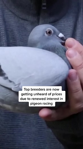 This Belgian racing pigeon sold for a record $1.9 million. 📷: Reuters