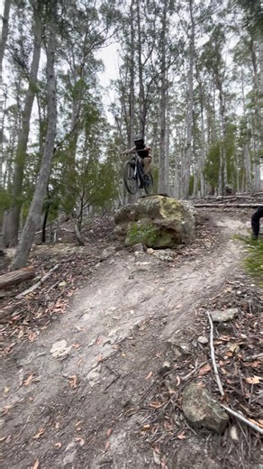 Explore the Wonders of the Indian Rainforest