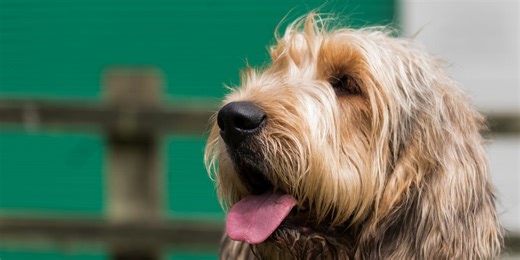 5 lesser-known British native dog breeds to know about