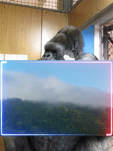 Koko the Talking Gorilla: A Unique Communication Journey